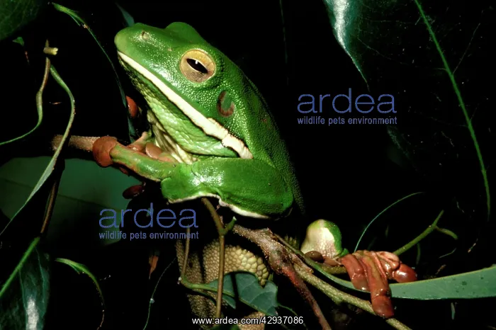 : White-lipped tree frog : White-lipped tree frog