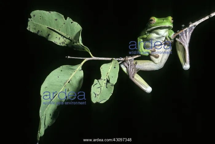 : White-lipped Tree Frog : White-lipped Tree Frog