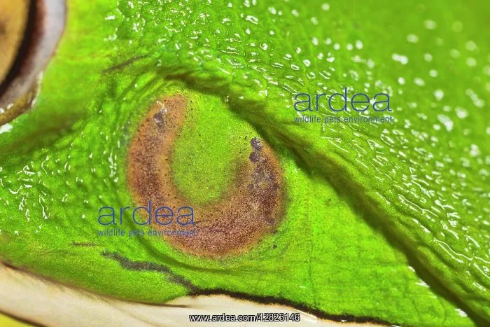 : White Lipped Tree Frog - close up of ear : White Lipped Tree Frog - close up of ear