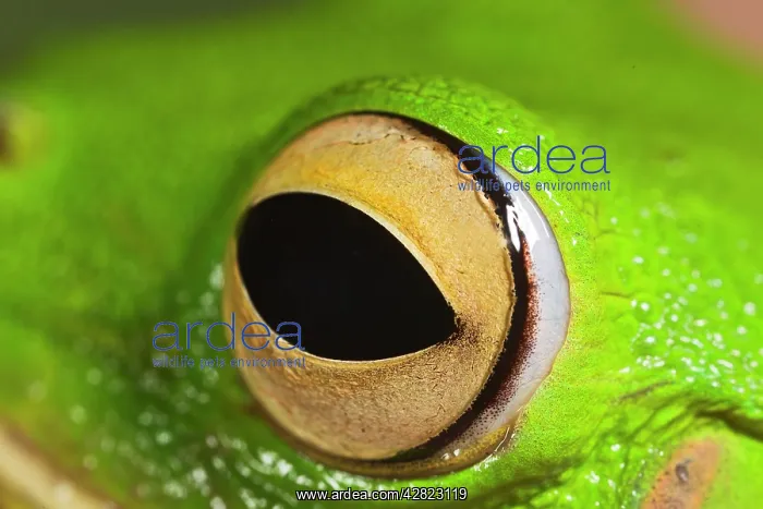 : White Lipped Tree Frog - close up of eye : White Lipped Tree Frog - close up of eye