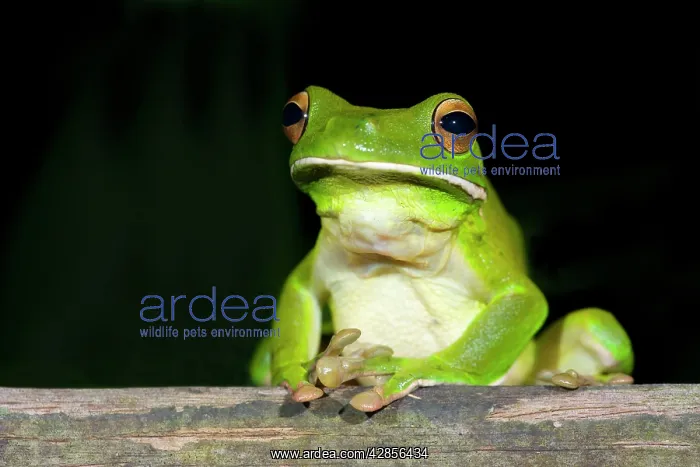 : White-lipped Tree Frog - frontal view of an adult : White-lipped Tree Frog - frontal view of an adult