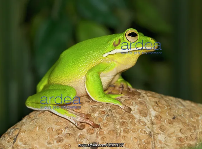 : White Lipped Tree Frog - side view : White Lipped Tree Frog - side view