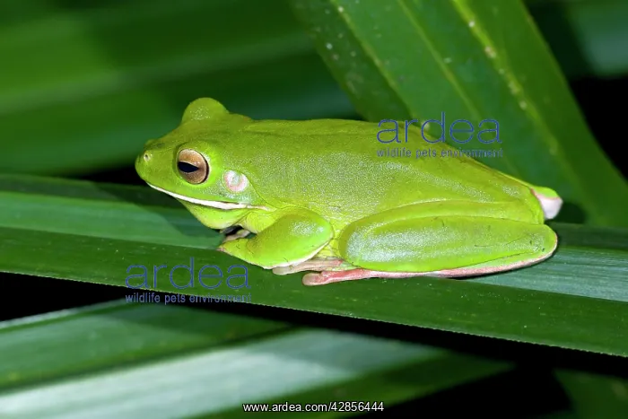 : White-lipped Tree Frog - side view of an adult : White-lipped Tree Frog - side view of an adult