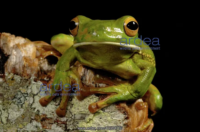 : White-lipped Treefrog (Litoria infrafrenata) : White-lipped Treefrog (Litoria infrafrenata)