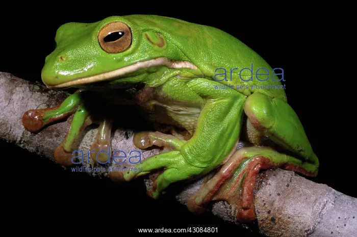 : White-lipped Treefrog (Litoria infrafrenata) : White-lipped Treefrog (Litoria infrafrenata)