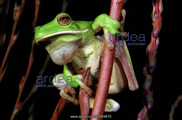 : White-lipped Treefrog (Litoria infrafrenata) : White-lipped Treefrog (Litoria infrafrenata)