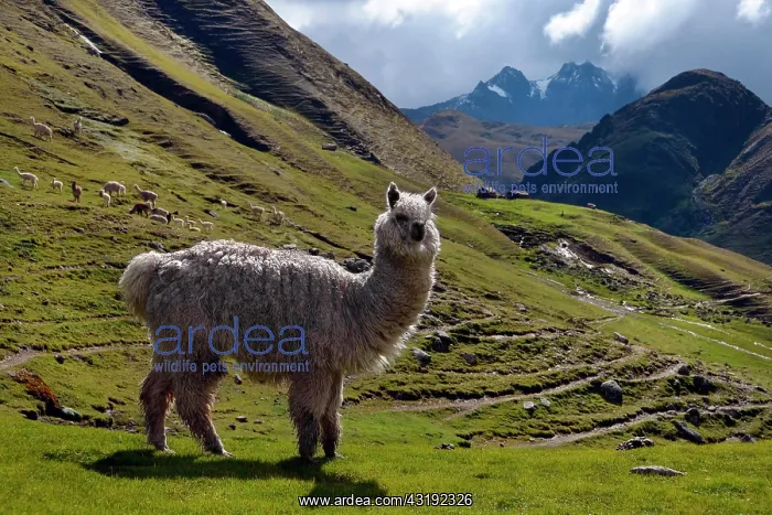 : White Llama in the Andes, Ollantaytambo, near Cusco : White Llama in the Andes, Ollantaytambo, near Cusco
