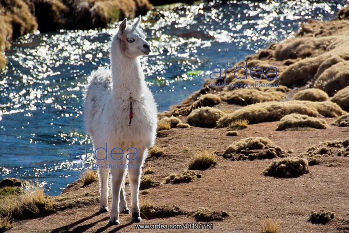 : White llama (Lama glama) in front of creek, Altiplano : White llama (Lama glama) in front of creek, Altiplano