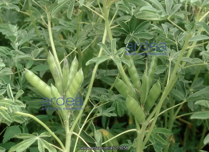 : White lupin Seedpods : White lupin Seedpods