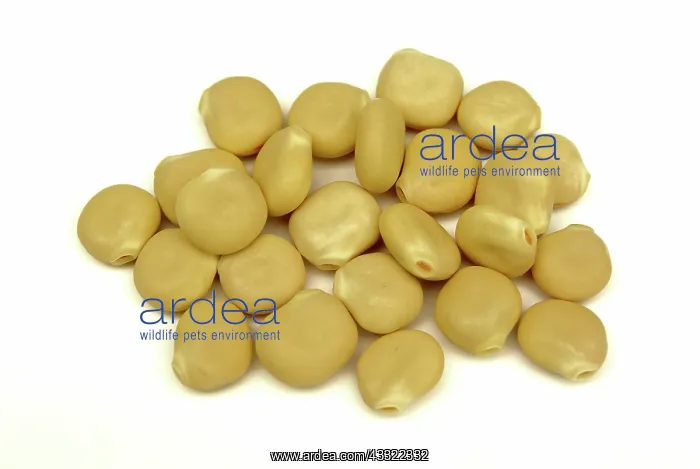 : White Lupine Beans : White Lupine Beans