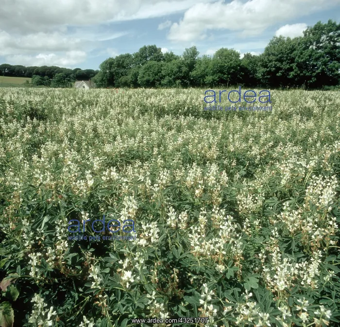 : White lupine flowers : White lupine flowers