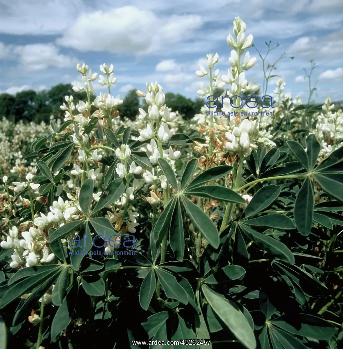: White lupines in Flower : White lupines in Flower
