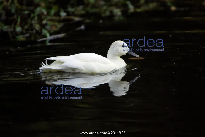 : White Mallard - male bird showing feather pigment : White Mallard - male bird showing feather pigment
