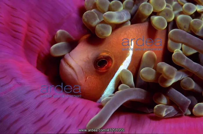 : White-maned anemonefish or pink anemonefish, Amphiprion : White-maned anemonefish or pink anemonefish, Amphiprion