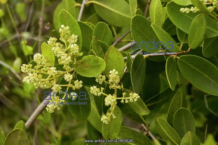 : White Mangrove - in flower : White Mangrove - in flower