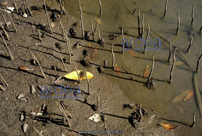 : White MANGROVE - Pneumatophores (pencil roots) : White MANGROVE - Pneumatophores (pencil roots)