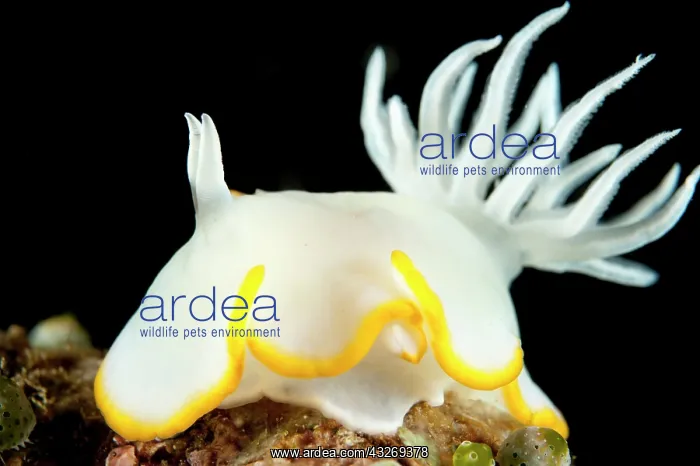 : White Mantle Glossodoris Nudibranch - Tanjung Ayami : White Mantle Glossodoris Nudibranch - Tanjung Ayami