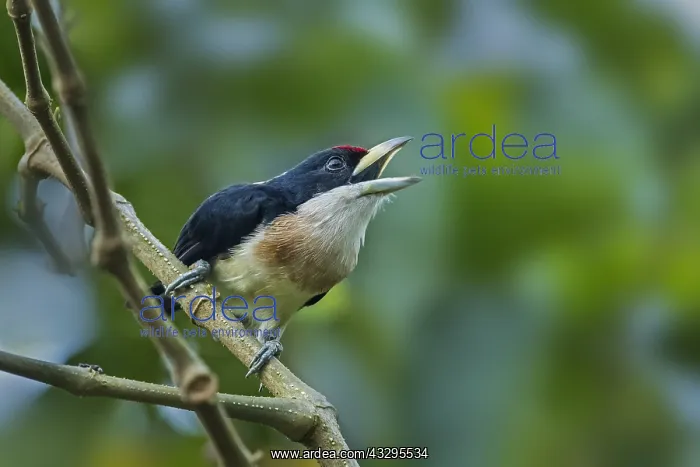 : White-mantled Barbet (Capito hypoleucus) Rio Claro : White-mantled Barbet (Capito hypoleucus) Rio Claro