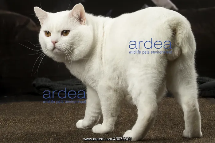  : White Manx cat indoors