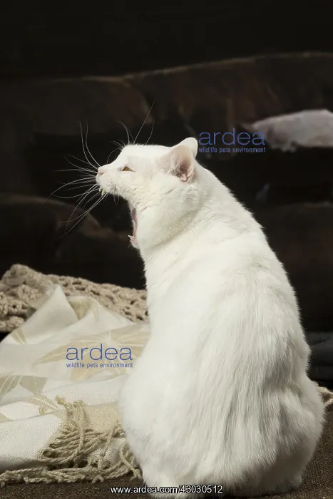  : White Manx cat indoors