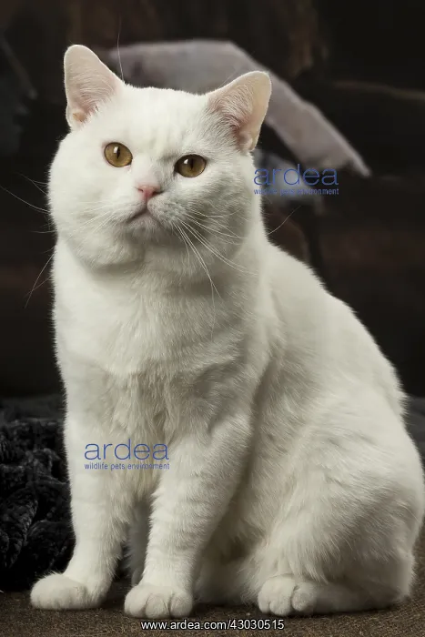  : White Manx cat indoors