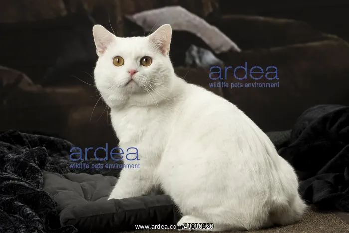  : White Manx cat indoors