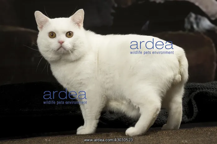 : White Manx cat indoors