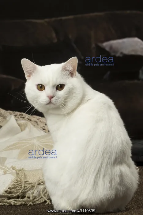  : White Manx cat indoors