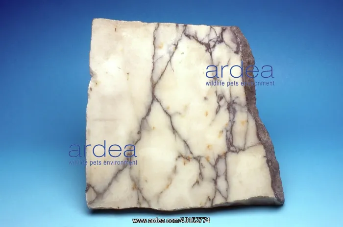 : White Marble : White Marble
