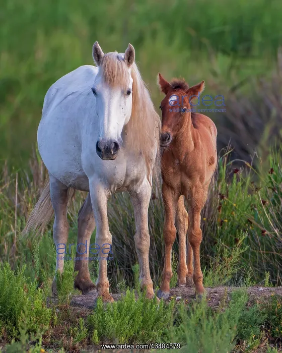 : White mare with brown foal, wild horse, horse, Parc : White mare with brown foal, wild horse, horse, Parc