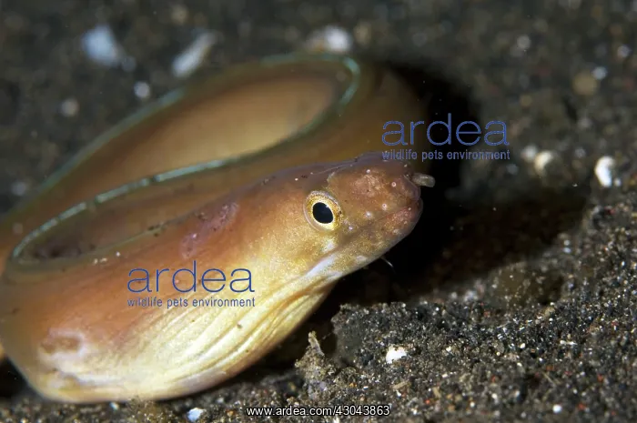 : White-margined Moray on black sand : White-margined Moray on black sand