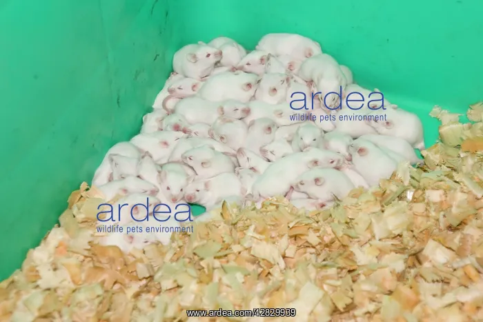 : White Mice - bred for food at National Avian Research : White Mice - bred for food at National Avian Research