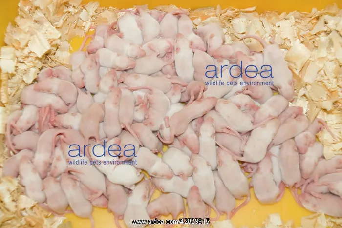 : White Mice - bred for food at National Avian Research Centre : White Mice - bred for food at National Avian Research Centre