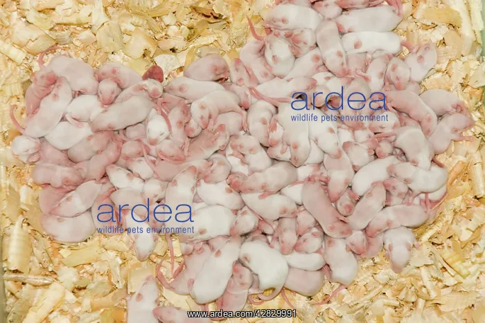 : White Mice - bred for food at National Avian Research Centre : White Mice - bred for food at National Avian Research Centre