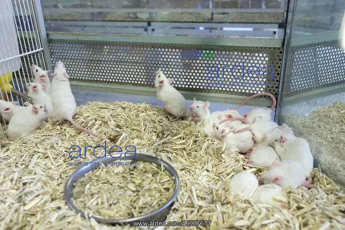  : White Mice for sale in pet shop