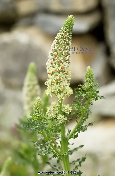  : White Mignonette in flower Greece