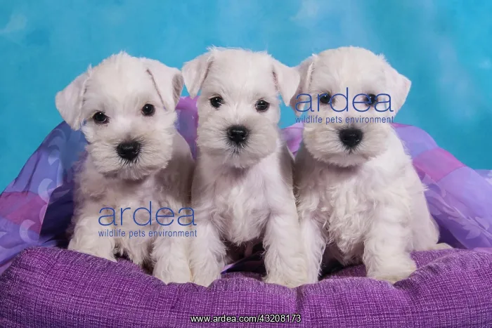 : Three white Miniature Schnauzer puppies : Three white Miniature Schnauzer puppies