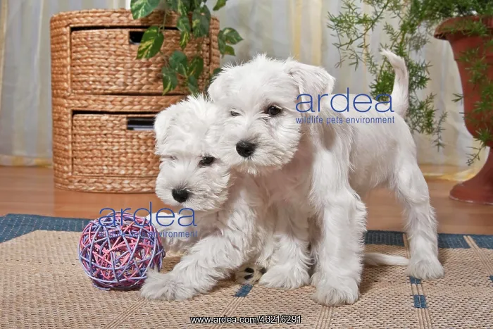 : Two white Miniature Schnauzer puppies playing in : Two white Miniature Schnauzer puppies playing in
