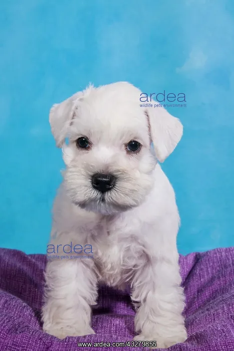 : White Miniature Schnauzer, puppy : White Miniature Schnauzer, puppy