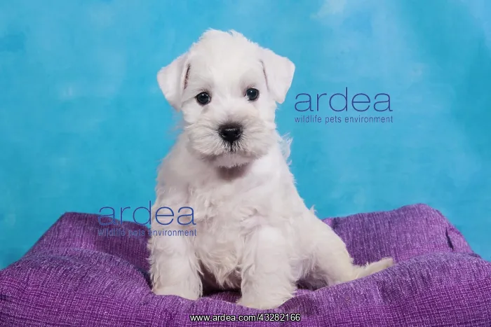 : White Miniature Schnauzer, puppy : White Miniature Schnauzer, puppy