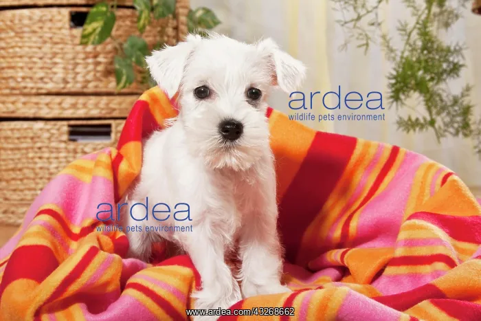  : White Miniature Schnauzer puppy with a blanket