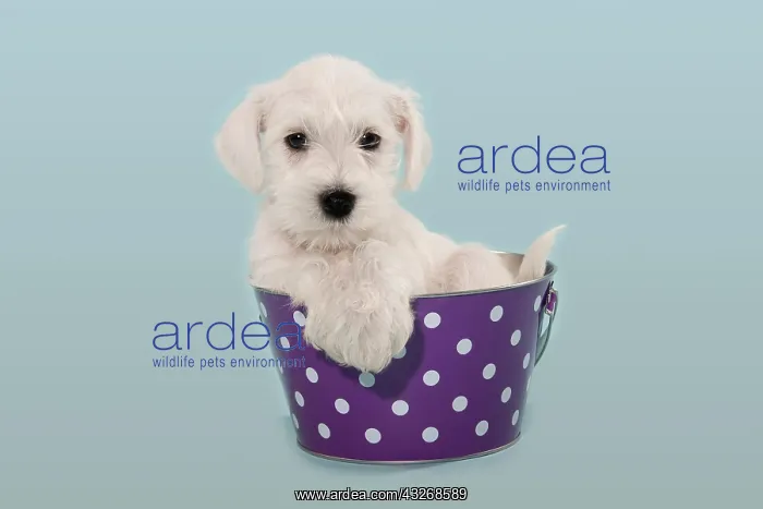 : White Miniature Schnauzer puppy in a bucket : White Miniature Schnauzer puppy in a bucket