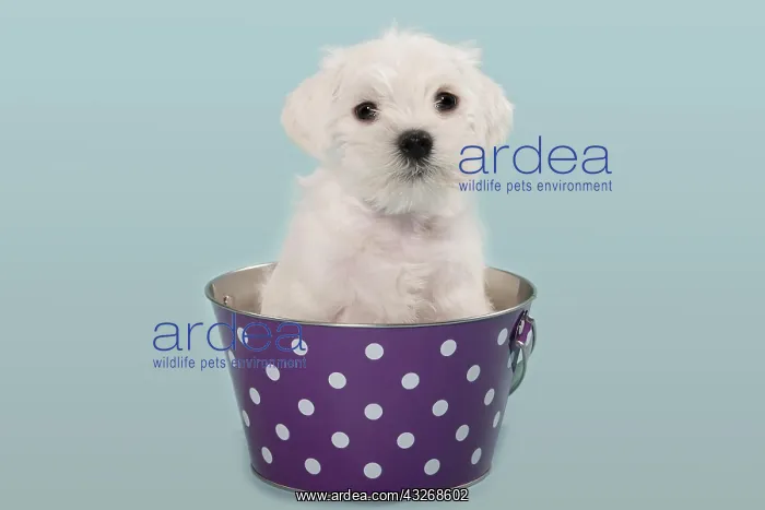 : White Miniature Schnauzer puppy in a bucket : White Miniature Schnauzer puppy in a bucket