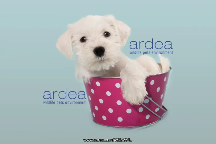 : White Miniature Schnauzer puppy in a bucket : White Miniature Schnauzer puppy in a bucket