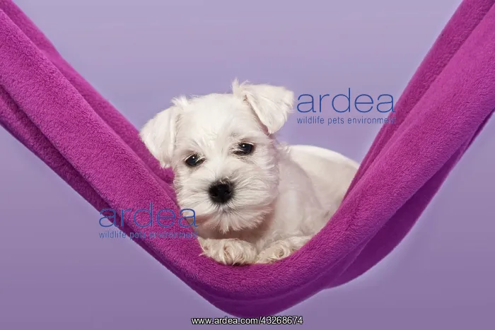 : White Miniature Schnauzer puppy in a hammock : White Miniature Schnauzer puppy in a hammock