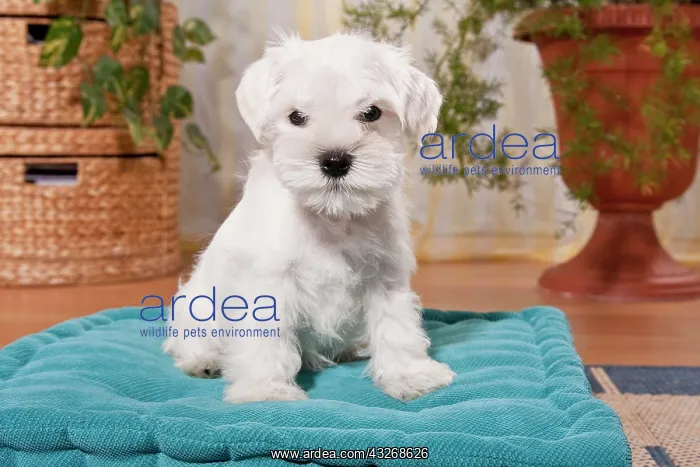 : White Miniature Schnauzer puppy on a pillow : White Miniature Schnauzer puppy on a pillow