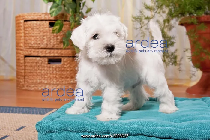 : White Miniature Schnauzer puppy on a pillow : White Miniature Schnauzer puppy on a pillow