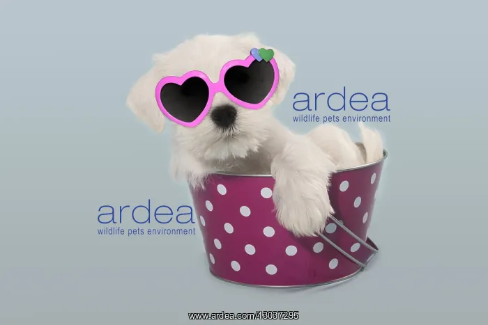 : White Miniature Schnauzer puppy wearing heart-shaped : White Miniature Schnauzer puppy wearing heart-shaped