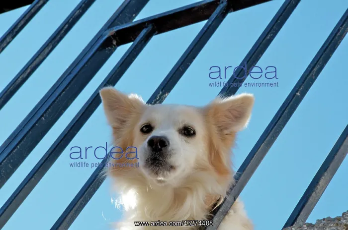  : White mixed-breed dog looks curiously from the balcony