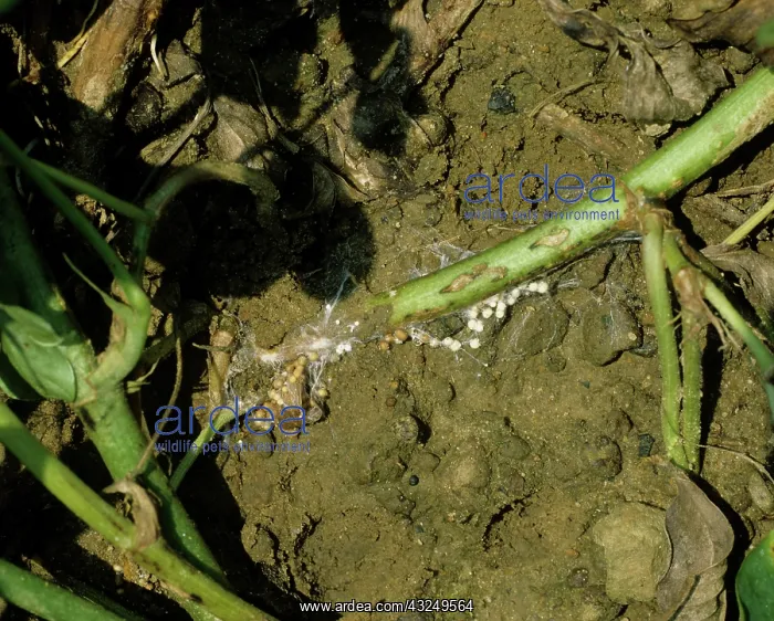 : White Mold (Sclerotium rolfsii) on Peanut plant : White Mold (Sclerotium rolfsii) on Peanut plant